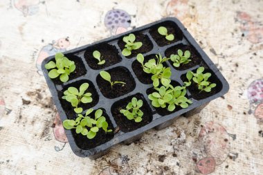 Genç marul bitkilerinin tohumu organik substratta yetişiyor.