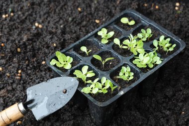 Çiftlikte organ nakli için genç marul tohumu.