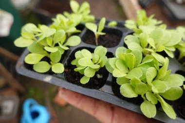 Çiftçinin elinde taze marul tohumu var. Şehir bahçesinde nakledilecek.