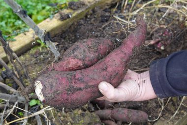 Bir bahçıvanın elinden tutulan dev Peru yer elması şişliği. Sebze bahçesinde yat hasadı