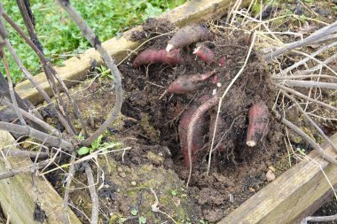 Taze hasat edilmiş yat fabrikası. Yeni toplanmış Peru yer elması yumrusu.