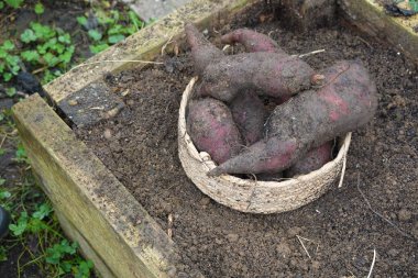 Sebze bahçesindeki hasat sepetinde hasat edilen yatlı Peru zemin elması.
