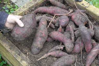 Tek bir bitkiden inanılmaz bir Peru toprak elması hasadı, bahçıvan yumru yatı tutuyor.