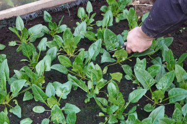 Elinde makas olan adam sebze bahçesinde hasat için ıspanak yaprakları kesiyor. ıspanak ekimi