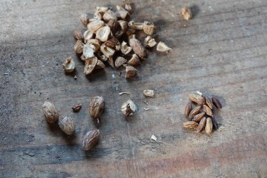 Zeytin tohumları taştan ayrılır, zeytin tohumları taşlarından ayrılır.