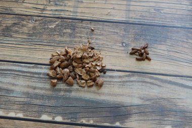 ayrı zeytin tohumları, zeytin çekirdeği tohum ayrı evde ekme için