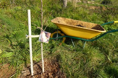 Bahçeye yeni dikilmiş genç ceviz ağacı. Bahçede yetişmesi için etiketli ceviz ağacı.