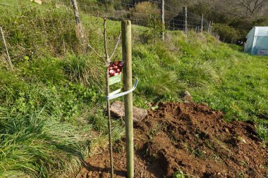 Ağacın dik büyümesi için kazık. Bahçede büyümesi için kazığı olan genç kestane ağacı.
