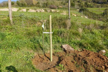 Genç kestane ağacının dik büyümesi için kazığı var. Bahçeye kestane ağacı dikiyorum.