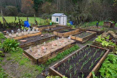 Güzel ve renkli sebze bahçesi, ekinler, yükseltilmiş ahşap yataklardan yapılmış sebze bahçesi.