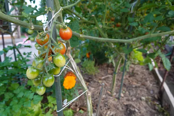 tomato plant with stake to support, cherry tomatoes growing on the plant