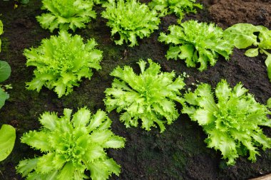 Serada hindiba yetiştirmek. Organik topraklarda hasat için escarole yetiştiriyorum.
