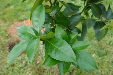 Genç limon ağacı yaprakları. Meyvesiz limon ağacı yaprağı detayı.