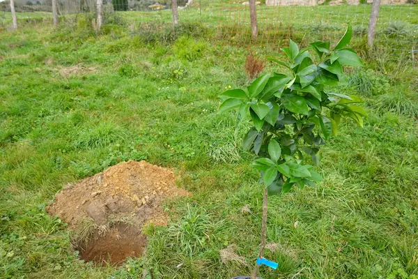 potted lemon tree for planting in the garden. hole for planting lemon tree