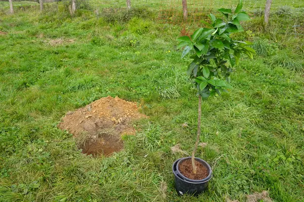 hole for planting fruit tree in the garden.potted lemon tree in water for planting.