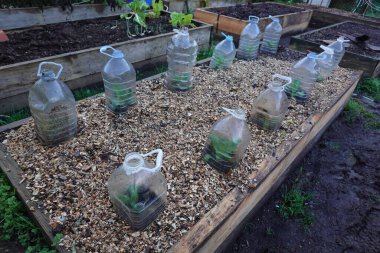 Plastik şişeler ve gübre ile korunan yüksek ahşap yatak.