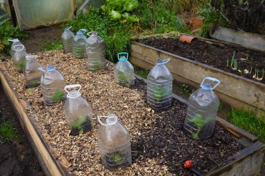 Buz, sebze bahçesindeki mahsulleri koruyor. Plastik şişelerle yükseltilmiş ahşap yatak.