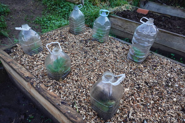 культивация цветной капусты защищена пластиковыми бутылками, чтобы избежать зимних морозов