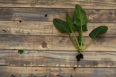 Ağaç köklü ıspanak bitkisi. Taze ve taze toplanmış ıspanak yaprakları..