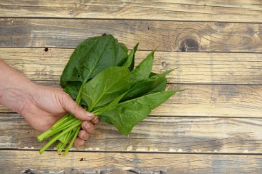 Sebze bahçesinden yeni toplanmış ıspanak. Adamın eli ıspanak yapraklarını tutuyor..