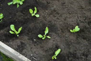 Yeni ekilmiş marul bitkileri. Seralarda marul yetiştiriciliği. Genç marul bitkisi.