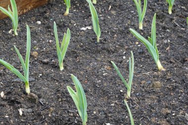 Sebze bahçesinde yetişen genç sarımsak bitkileri. Evde sarımsak yetiştiriyorum. Sarımsak ekimi ve ekimi
