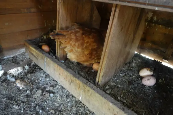 hen laying eggs in the chicken coop. homemade wooden chicken coop with chickens and eggs