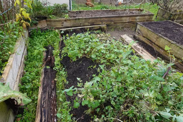 rotten wood in raised wooden bed. home cultivation in raised bed.