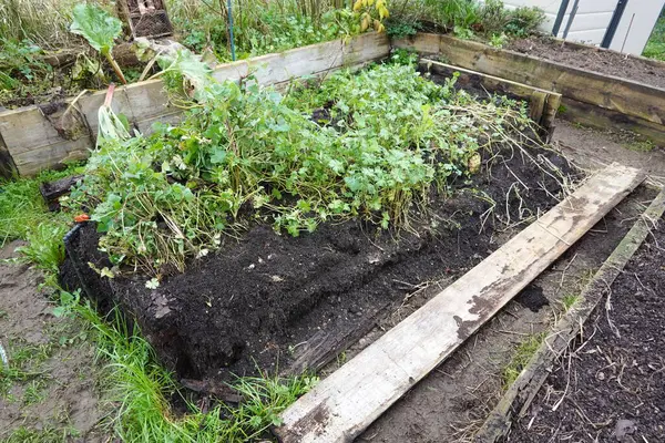 raised wooden bed destroyed. rotten wood in raised bed in the garden.