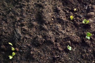 Bereketli topraktan filizlenen genç turp bitkileri. sebze bahçesinde turp yetiştirme