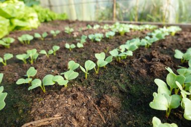 Growing radishes in the vegetable garden. Young radish plants sprouting from the fertile soil. clipart