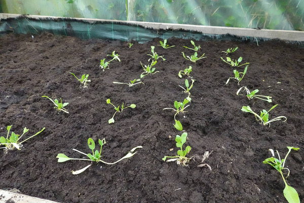 freshly planted spinach in the vegetable garden. young spinach plant in the greenhouse