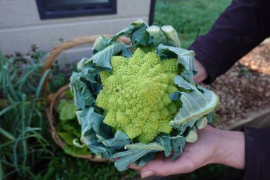 Yeni hasat edilmiş Romanesco 'yu elinde tutan adam. Sebze bahçesinden sonbahar mahsulleri