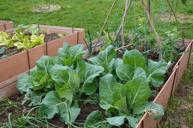 kabuklu otlar, bezelye ve soğanlı kabaklar,