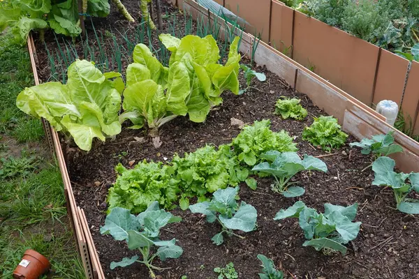 companion plants on raised bed in autumn vegetable garden. cultivation of leaves such as lettuce, chard, broccoli, etc.