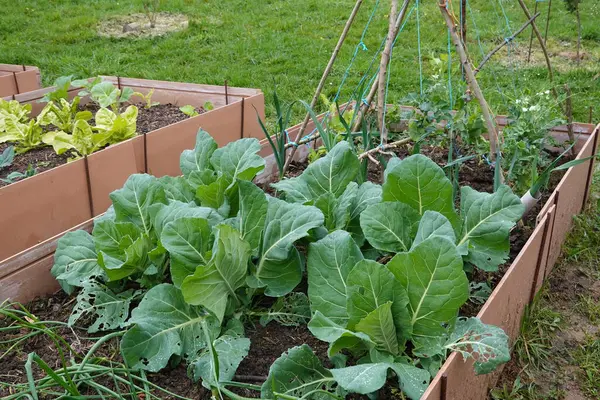 kabuklu otlar, bezelye ve soğanlı kabaklar,
