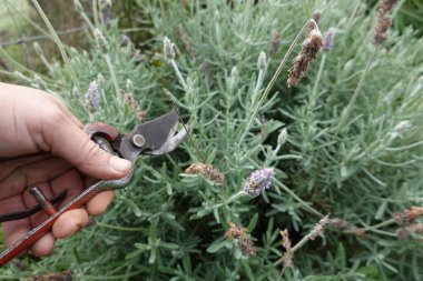 Kurutulmuş lavanta çiçeklerini budamak için makaslı bir adam. lavanta budama