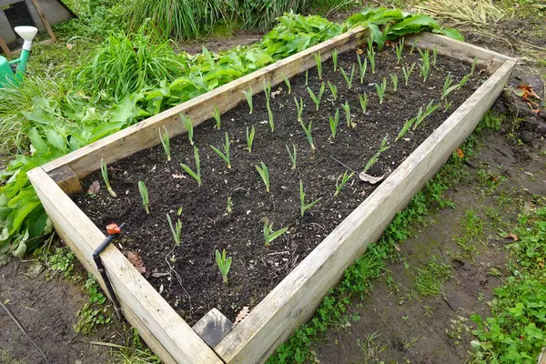 Sebze bahçesindeki yükseltilmiş yataklarda yetişen sarımsak tarlası. Toprakta yetişen küçük sarımsak.