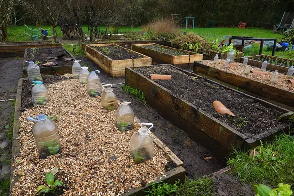 vegetable garden with raised wooden beds after a rain, autumn crops in vegetable garden at home