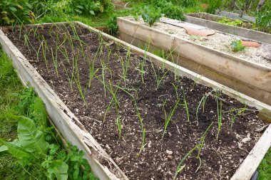 Genç soğan hasadıyla ahşap yatak yetiştirdim. Bereketli tarlada soğan bitkileri.