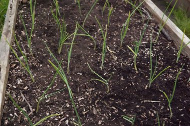 Kentsel bir sebze bahçesinde soğan yetiştiriyorum. Yükseltilmiş ahşap bir yatakta genç soğan bitkileri.