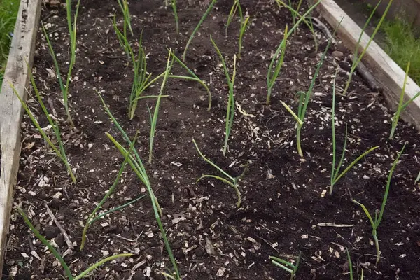 Kentsel bir sebze bahçesinde soğan yetiştiriyorum. Yükseltilmiş ahşap bir yatakta genç soğan bitkileri.