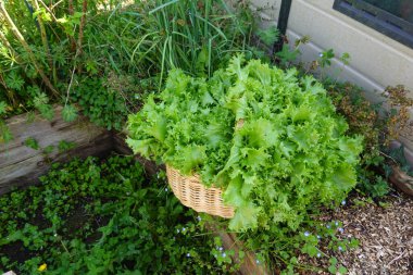 Sepet dolusu taze sebze bahçesinde toplanmış escarole. Organik hindiba yetiştirme