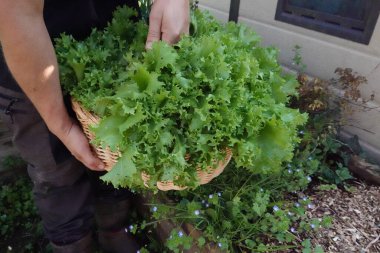 Çiftçi hasat edilmiş taze escarole ile hasır sepeti aldı. organik hindiba yetiştirme