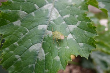 Güneşli yaz gününde, bahçedeki büyük yaprağın üzerindeki yeşil kalkan böceğinin yukarıdaki görüntüsünden.