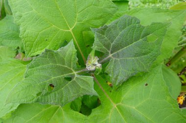 Yukardaki yattan, Smallanthus Sonchifolius bitkisinden, kırsal kesimde, tarım alanında güpegündüz büyüyen yeşil ihale yapraklarıyla.