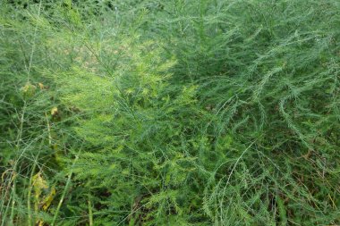 Doğal şartlar altında yetişen yemyeşil kozalaklı kuşkonmaz dantelli eğreltiotu manzarası.