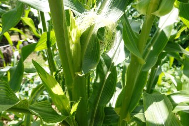 Güneşli yaz gününde organik mısır tarlasında yetişen yemyeşil yapraklı ve genç kulaklı mısır bitkileri.