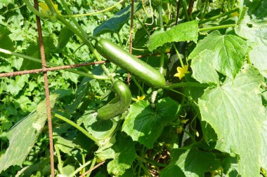 Yeşillik yapraklı taze salatalık ve sarı çiçekler kırsal sebze çiftliğinde çardaklara tırmanıyor.