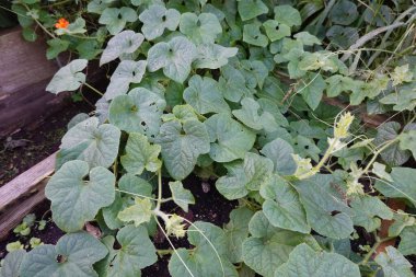 Taze yeşillik yüksek açılı yapraklar tarımsal bahçedeki hidrofonik raf üzerinde gün boyunca